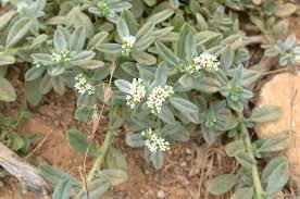 Image result for Euploca ovalifolia