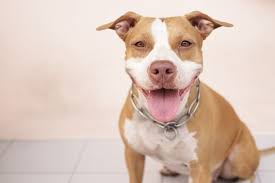 The dogs are the sons of th. The 500 Best Pitbull Names For New Owners Canine Weekly