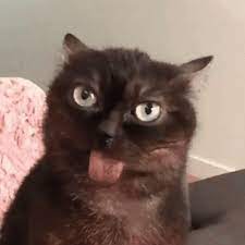 Gif Broken Cat Cute Cat Gif Crazy Cats Cute Animals
