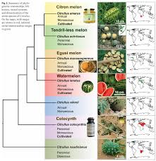 Image result for Cucurbitaceae