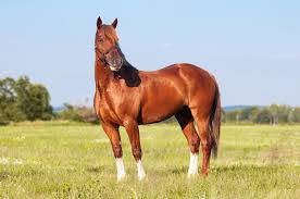 Breed your cows to the best bulls in the nation! The Best Horse Breeds For Novice Riders