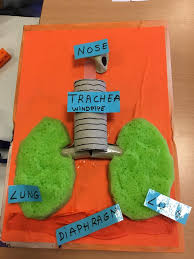 تويتر Carl0stercer0 على تويتر Naturalscience After Being Working With Respiratory System On A Traditional Way Our Students Have Made A 3d Model To Reinforce Their Learning Bilinguismo Juntosaprendemos Juntosdisfrutamos Wearejustcarlosiii