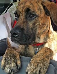 Black And Tan Plott Hound Lab Mix Riley The Boxer Mix Boxer Lab Mix Puppies Boxer Lab Mixes Boxer Lab