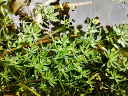 Image result for Ranunculus stagnalis