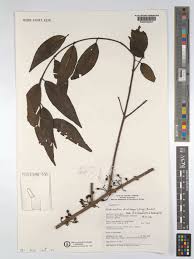 Image result for Globimetula