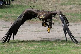 Check spelling or type a new query. Elang Steppe Rivanputra S Blog