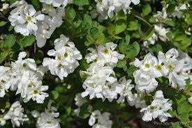 Image result for Exochorda