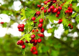 Weissdorn Birnen Creme Rezept Weissdorn Haltbar Pflanzen