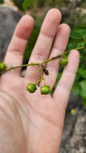 Image result for Colubrina asiatica