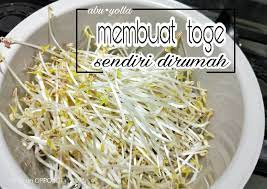 Sediakan 3 siung bawang putih. Resep Membuat Toge Sendiri Dirumah Yang Lezat 10 000 Resep Masakan Sayur Terenak