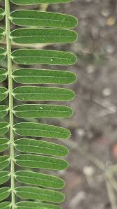 Image result for Sesbania bispinosa