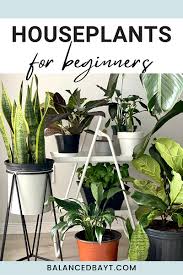 Best indoor flowers for beginners. Plant Care For Beginners A Practical And Spiritual Guide Balanced Bayt