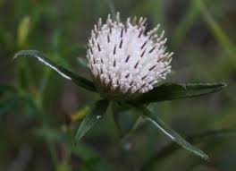 Image result for Launaea rarifolia