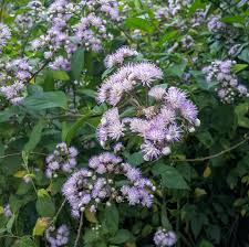 Image result for Vernonanthura polyanthes