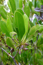 Image result for Ceriops