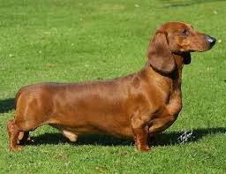 Older adults living alone sometimes have limited interaction with other people. Dog Breed Picture Quiz