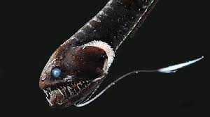Ikan laut dalam merupakan jenis ikan yang hidup pada kegelapan, yaitu di bawah permukaan perairan yang mendapatkan sinar matahari. Menguak Makhluk Tergelap Ikan Ultra Hitam Dari Laut Dalam Tekno Tempo Co