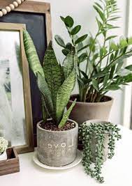 33 Beauty Indoor Plants Decor Ideas For Your Home And Apartment Apartmenttherapy Apartmentliving Apartmen Plant Decor Indoor Plant Decor House Plants Decor