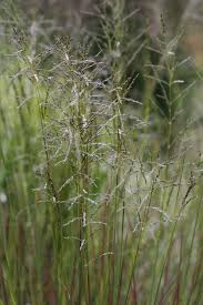 Image result for Eragrostis