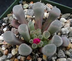 Image result for Digitaria pulchra