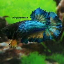 Fwbettashm1517416807 Turquoise Yellow Pattern Female Krt Seller Antongradiyanto In Indonesia Halfmoon Betta Betta Fish Betta