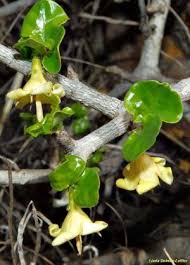 Image result for Coddia rudis