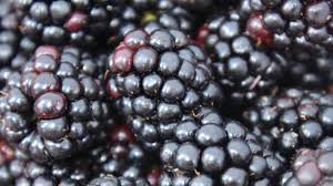 Lange zeit waren brombeeren nicht sonderlich beliebt, wucherten die sträucher doch stark und. Brombeeren Anbauen Pflegen Und Gute Sorten Mdr De