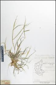 Image result for Sehima