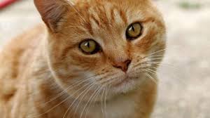 Maybe you would like to learn more about one of these? 3 Proses Pertumbuhan Dan Perkembangan Pada Kucing Arenahewan Com