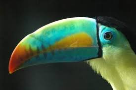 Bird With Big Colorful Beak Why Do Toucans Have Such Large And Colorful Toucans Puffins Bird Parrot