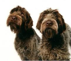 Track, point, mark falls, and retrieve on land and in water; How To Groom A Wirehaired Pointing Griffon Bluestem Kennels