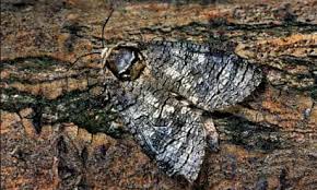 Image result for Cossus cossus