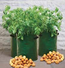 Maybe you would like to learn more about one of these? Potato Grow Bags West Coast Seeds