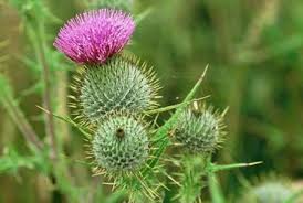 If you ever travel to ireland, you'll have to look carefully for these little flowers that measure only two to 12 centimeters. 11 Wild Edibles Ireland Ideas Wild Edibles Wild Food Plants