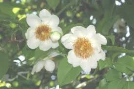 Image result for Triplochiton zambesiacus