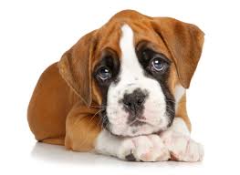 Explore 52 listings for boxer puppies available now at best prices. 1 Boxer Puppies For Sale By Uptown Puppies