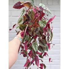 Image result for Carvalhoa macrophylla