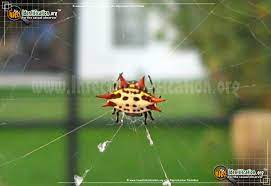 Maybe you would like to learn more about one of these? Spinybacked Orbweaver Gasteracantha Spp