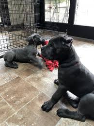 Buy and sell on gumtree australia today! Cane Corso Puppies For Sale Long Island Ny 286516