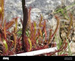 Image result for Nesaea linearis