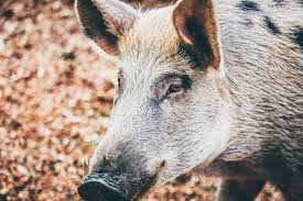 This, in turn, causes nutrients to be lost, and these are important enough to impact the survival of trees, especially young ones. Wild Hogs Tearing Up My Yard Try These Tips Nite Guard