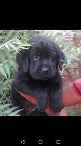 Yellow labrador puppies for sale, chocolate labrador. Two Black Female Pedigree Labrador Pups Pets Online Buy Pets Online Labrador