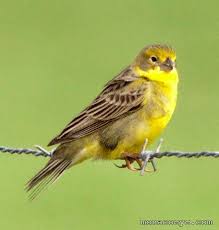 A Pretty Little Yellow Finch Yellow Finch Finches Bird Pet Birds