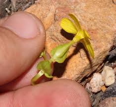 Image result for Sebaea junodii