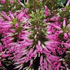 Flowering Houseplants Plants With Pink Flowers Heather Plant Australian Plants