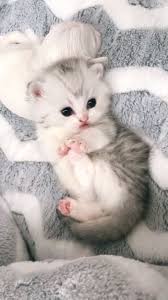 Emre Ozpinar Adli Kullanicinin Cats Kitten 2 Panosundaki Pin 2020 Kediler Ve Yavrulari Sevimli Kedi Yavrulari Hayvan Yavrusu