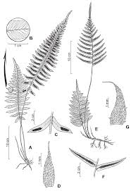 Image result for Blechnum australe