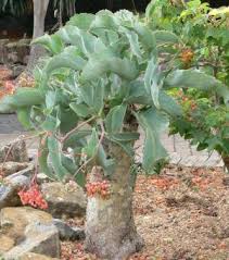 Image result for Cyphostemma lanigerum