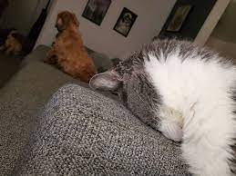 This Cat Is All Today S Mood Todays Mood Poodle Cats