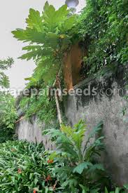 Image result for Bocconia